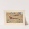 Golden Pheasant (Chrysolophus pictus). (1918-1922) by Charles Robert Knight