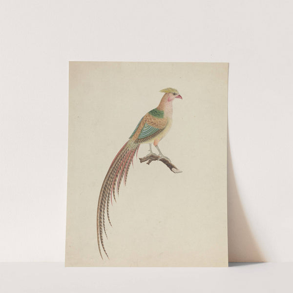 Golden Pheasant (Chrysolophus pictus) by Anonymous