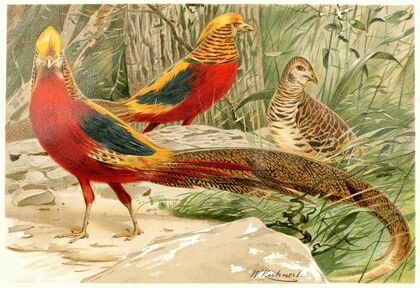 Golden Pheasants (1893-1896)