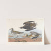 Golden plover by John James Audubon