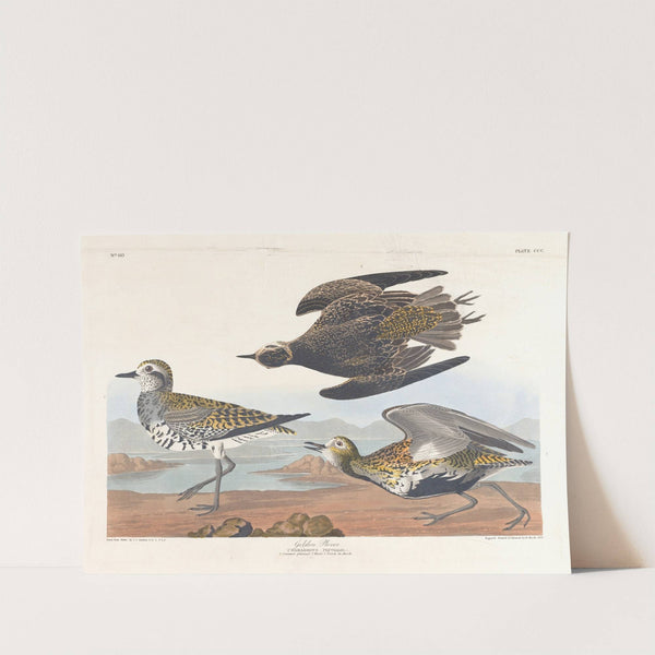 Golden plover by John James Audubon