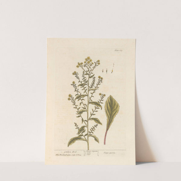 Golden rod by Elizabeth Blackwell