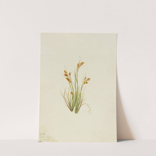 Golden Sedge (Carex aurea) (1921) by Mary Vaux Walcott