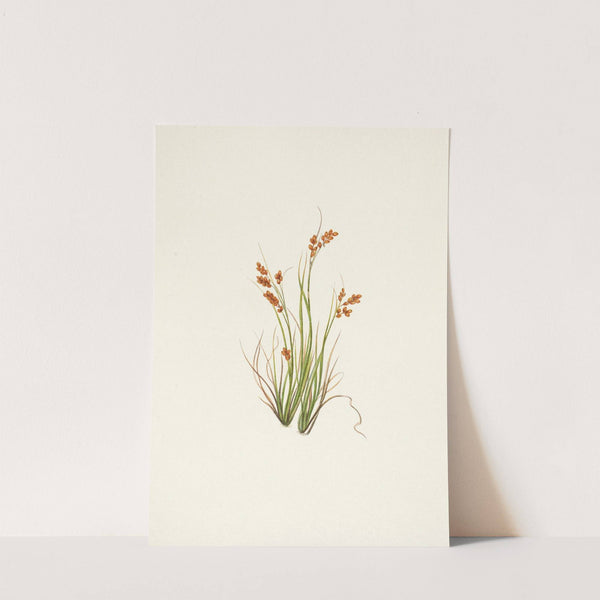 Golden Sedge. Carex aurea (1925) by Mary Vaux Walcott