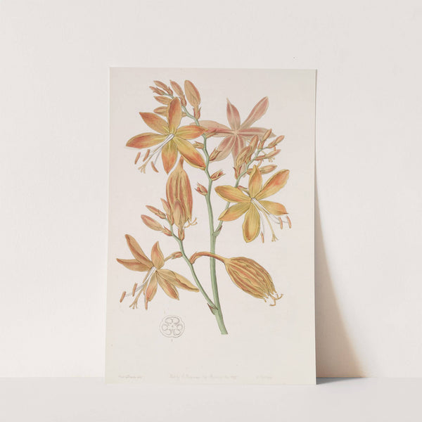 Golden Tritonia by Sydenham Edwards