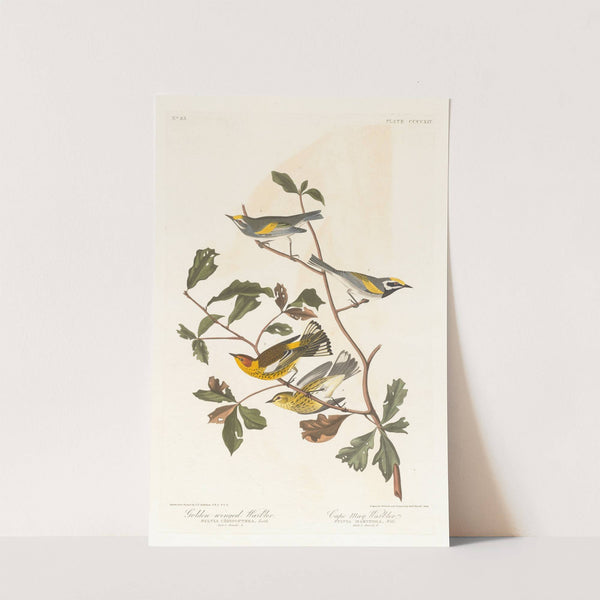 Golden-winged warbler by John James Audubon
