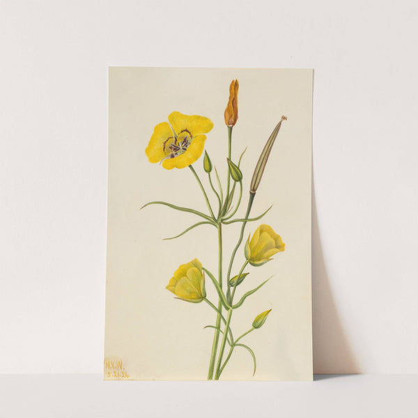 Goldenbowl Mariposa (Calochortus claratus) (1926) by Mary Vaux Walcott