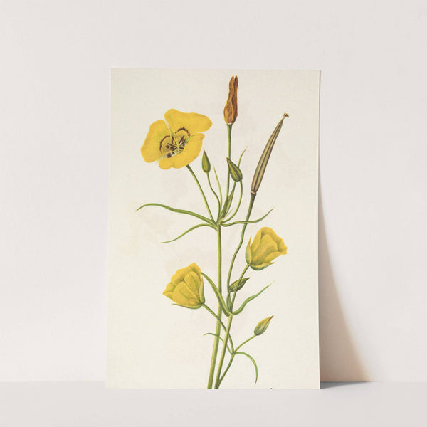 Goldenbowl Mariposa. Calochortus clavatus (1925) by Mary Vaux Walcott