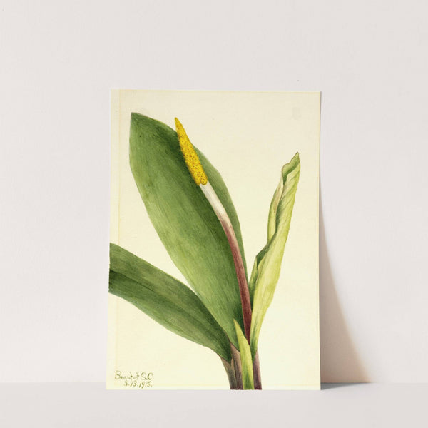 Goldenclub (Orontium aquaticum) (1918) by Mary Vaux Walcott