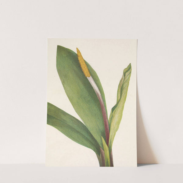 Goldenclub. Orontium aquaticum (1925) by Mary Vaux Walcott