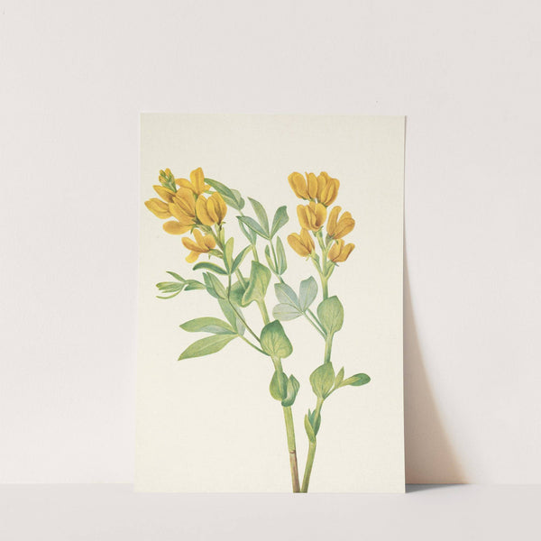 Goldenpea. Thermopsis rhombifolia (1925) by Mary Vaux Walcott