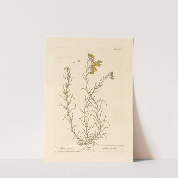 Goldy locks by Elizabeth Blackwell