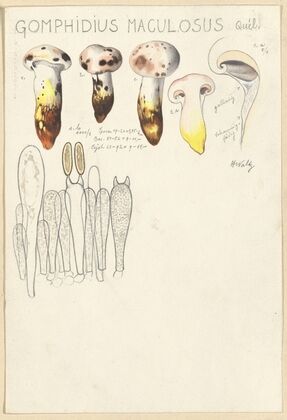 Gomphidius maculosus (1915-1945)