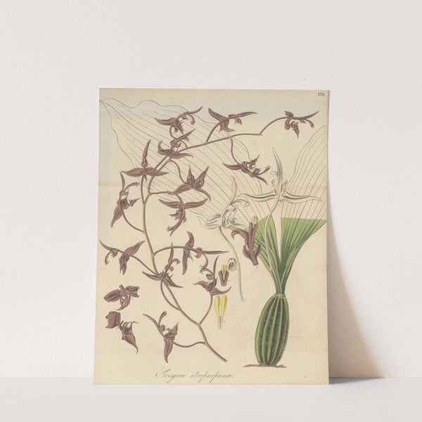 Gongora atropurpurea by William Jackson Hooker