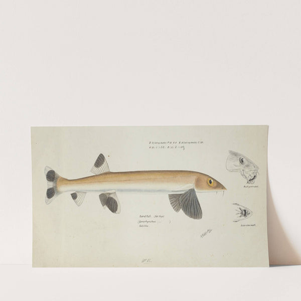 Gonorynchus fosteri (NZ) : Sand fish (after 1870) by Frank Edward Clarke