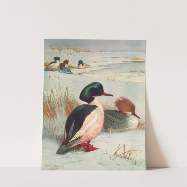 Goosander (1913) by Archibald Thorburn