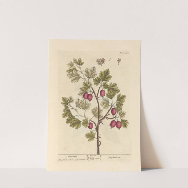 Gooseberry by Elizabeth Blackwell