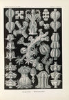 Gorgonida. – Rindenkorallen