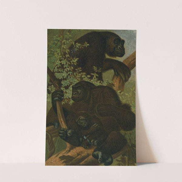 Gorilla. by John George Wood