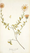 Gorteria asteroides