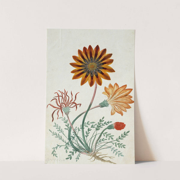 Gorteria diffusa (1777 - 1786) by Robert Jacob Gordon