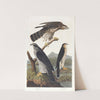 Goshawk, Stanley hawk by John James Audubon
