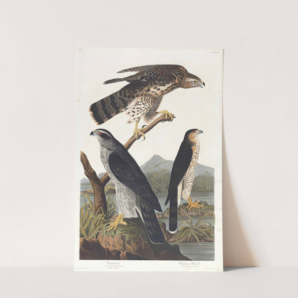 Goshawk, Stanley hawk by John James Audubon