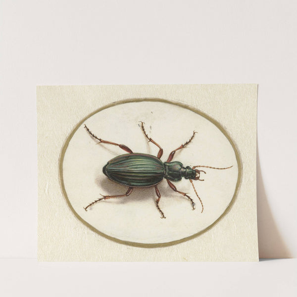 Gouden loopkever by Jan Augustin van der Goes