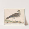 Goudplevier (Pluvialis apricaria) (1596-1610) by Anselmus Boëtius de Boodt