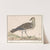 Goudplevier (Pluvialis apricaria) (1596-1610) by Anselmus Boëtius de Boodt