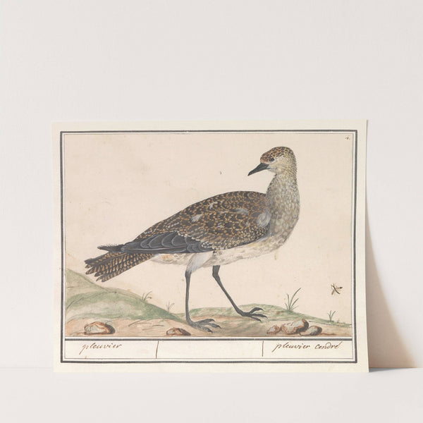 Goudplevier (Pluvialis apricaria) (1596-1610) by Anselmus Boëtius de Boodt