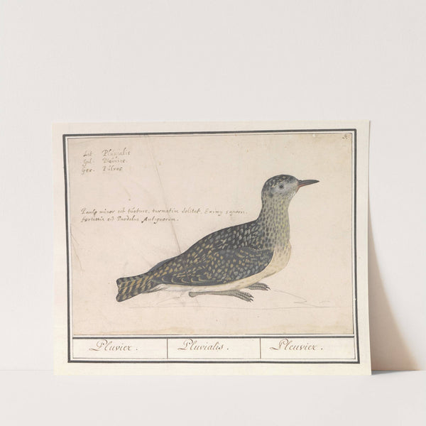 Goudplevier (Pluvialis apricaria) (1596-1610) by Anselmus Boëtius de Boodt