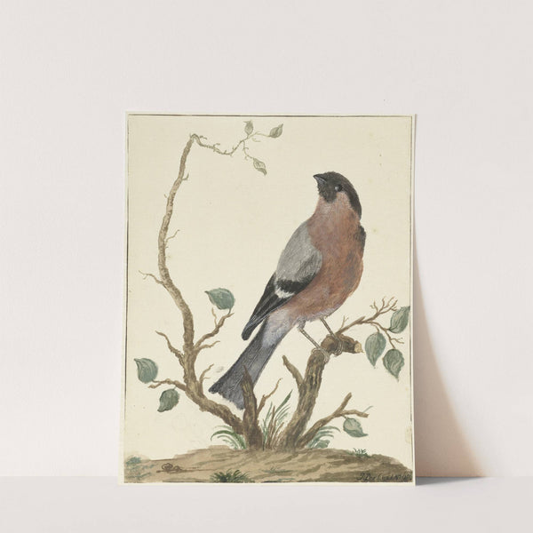 Goudvink by Jacob Perkois