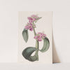 Gouty-jointed Spiderwort by Sydenham Edwards