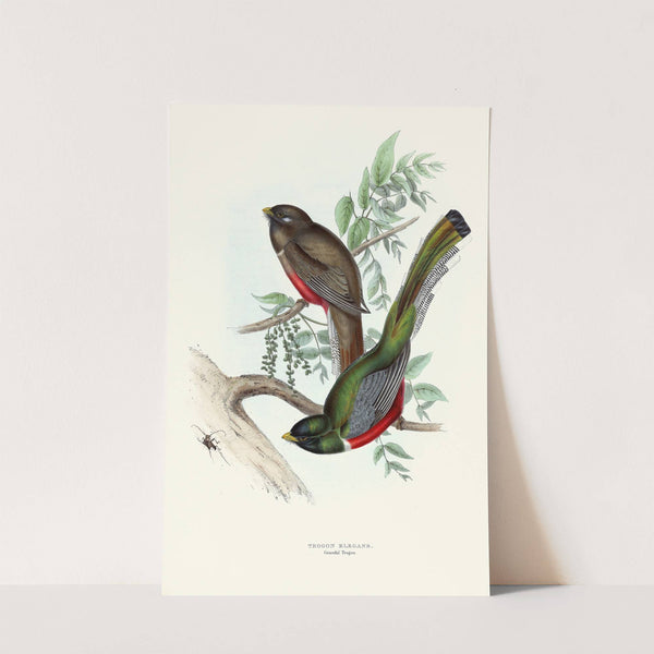 Graceful Trogon (1835-1838) by John Gould