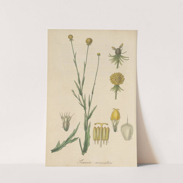 Graemia aromatica by William Jackson Hooker