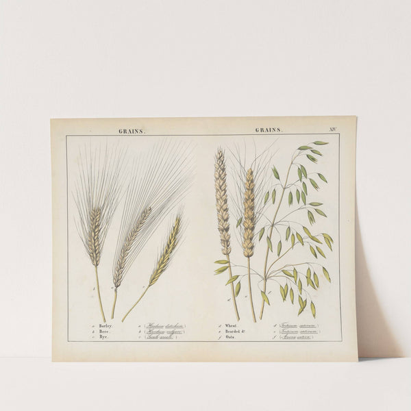 Grains by Charlotte Mary Yonge