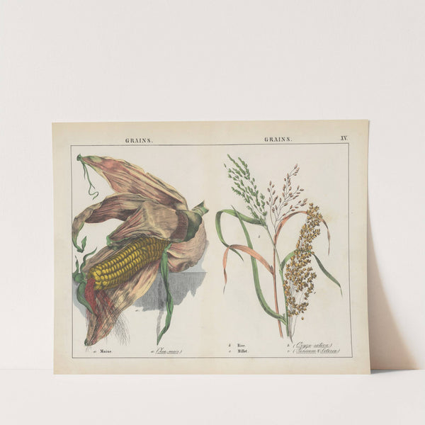 Grains (Maize, Rice, Millet) by Charlotte Mary Yonge