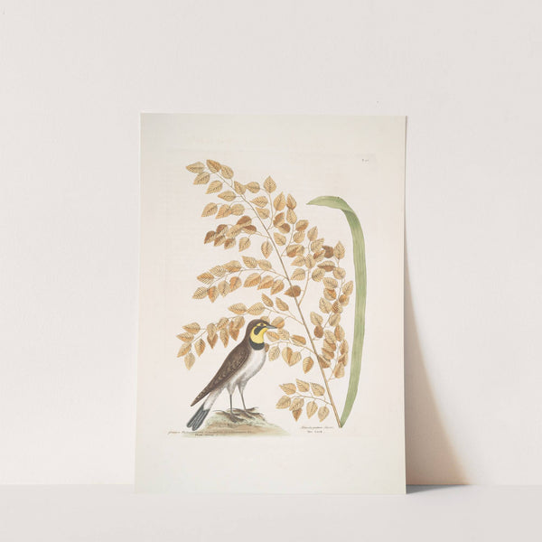 Gramen Myloicophoron Oxyphyllon Carolinianum, The Sea-side Oat; Alauda gutture flavo, The Lark. by Mark Catesby