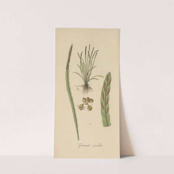 Grammitis serrulata by William Jackson Hooker