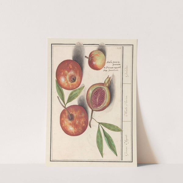 Granaatappel (Punica granatum) Grenaert Appels. Mala Punica. Grenades. (1596-1610) by Anselmus Boëtius de Boodt
