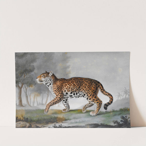 Grande Panthere by Pierre-François De Wailly