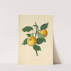 Grange Apple by Thomas Andrew Knight