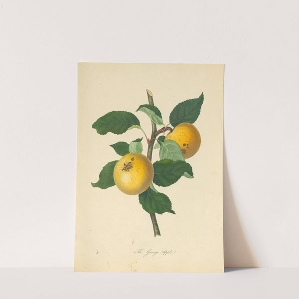 Grange Apple by Thomas Andrew Knight