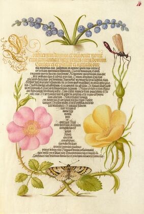 Grape Hyacinth, Wasplike Insect, Eglantine, Austrian Brier, and Magpie Moth (1561–1596)