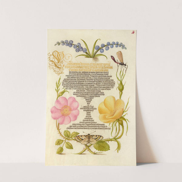 Grape Hyacinth, Wasplike Insect, Eglantine, Austrian Brier, and Magpie Moth (1561–1596) by Joris Hoefnagel