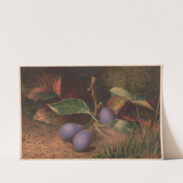 Grapes (1873) by C. Ryan