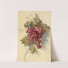 Grapes Against White Wall by Edwin Deakin