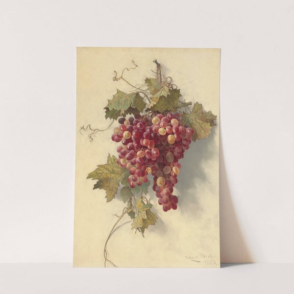 Grapes Against White Wall by Edwin Deakin