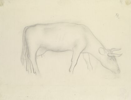 Grasende Kuh
